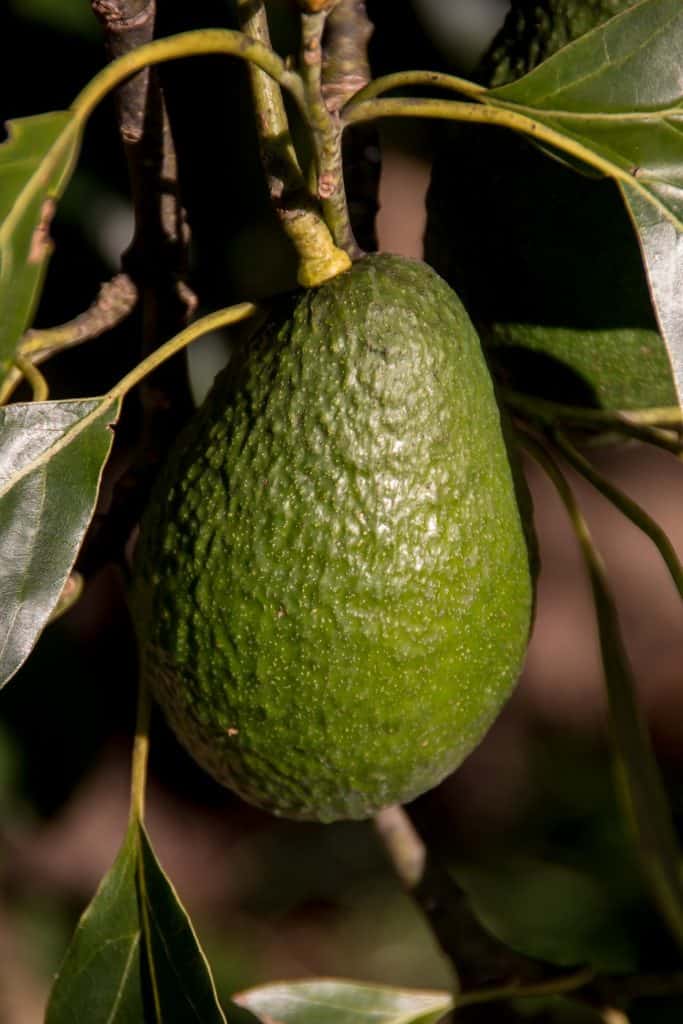 Hass Avocado auf dem Avocado Brot