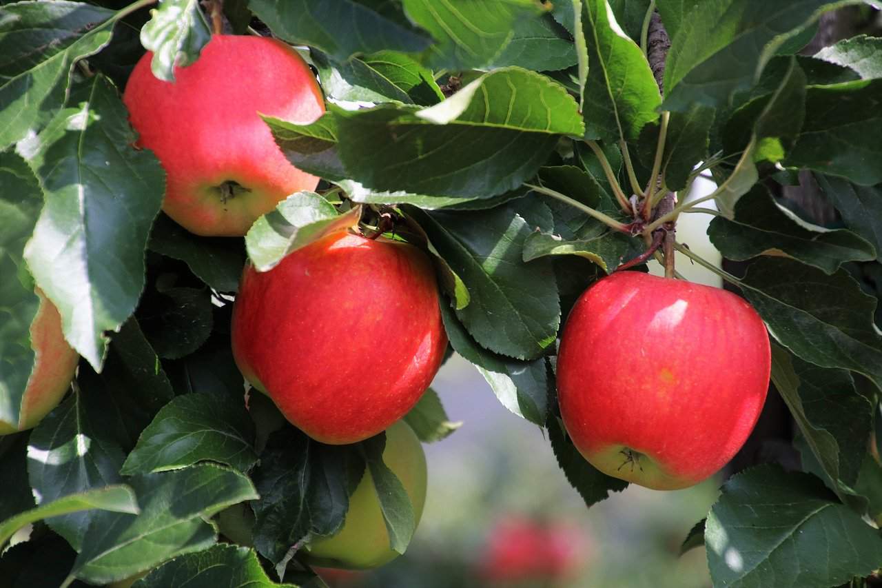 Wieviel Äpfel am Tag sind gesund?
