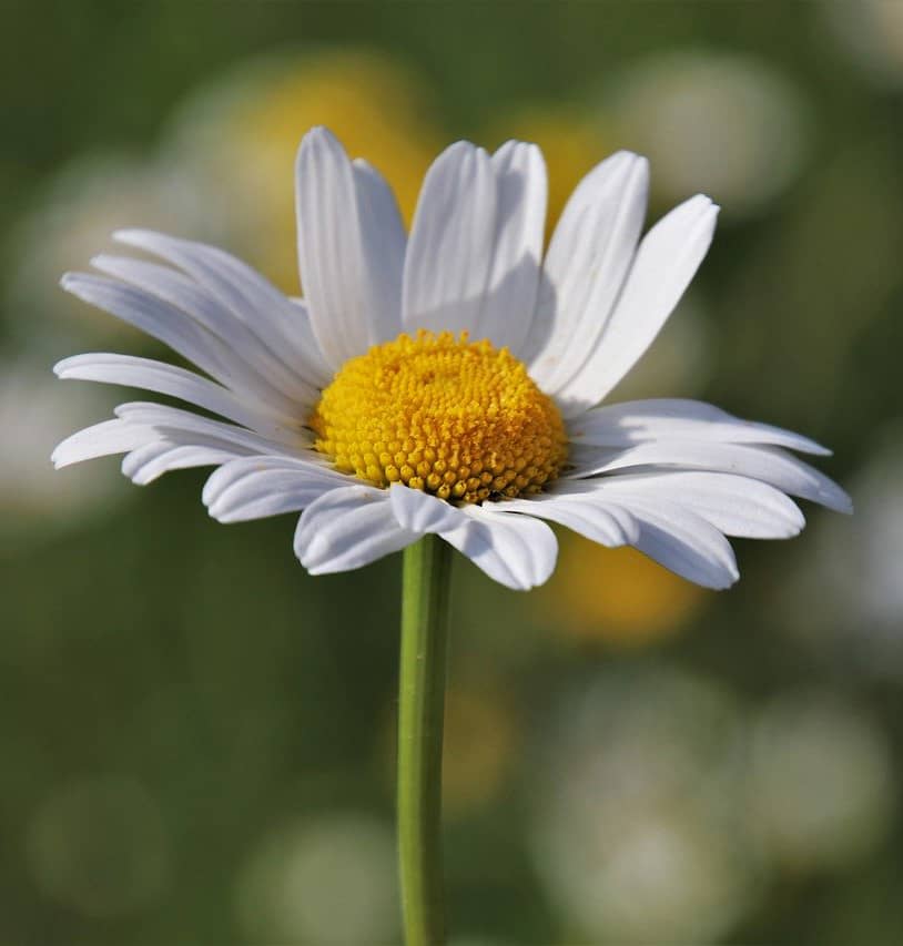 Wirkungen der Kamillenblüte