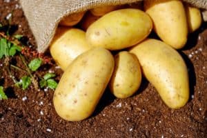 Lagern von Kartoffeln – so geht es richtig