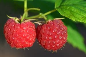 Himbeeren sind gut zum Abnehmen