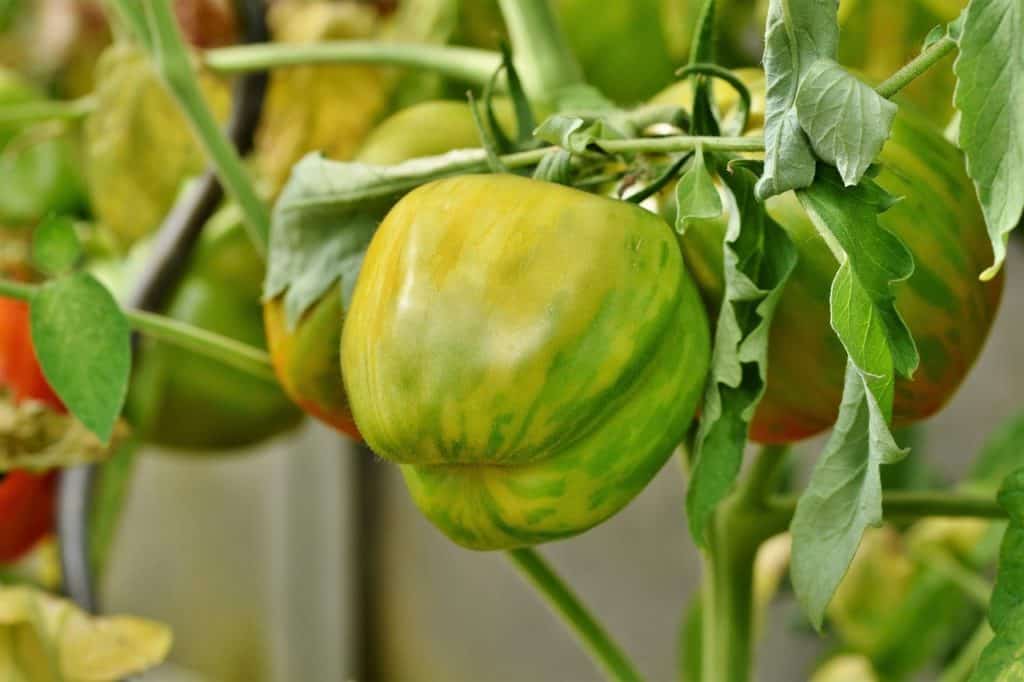 Unreife Tomaten lagern