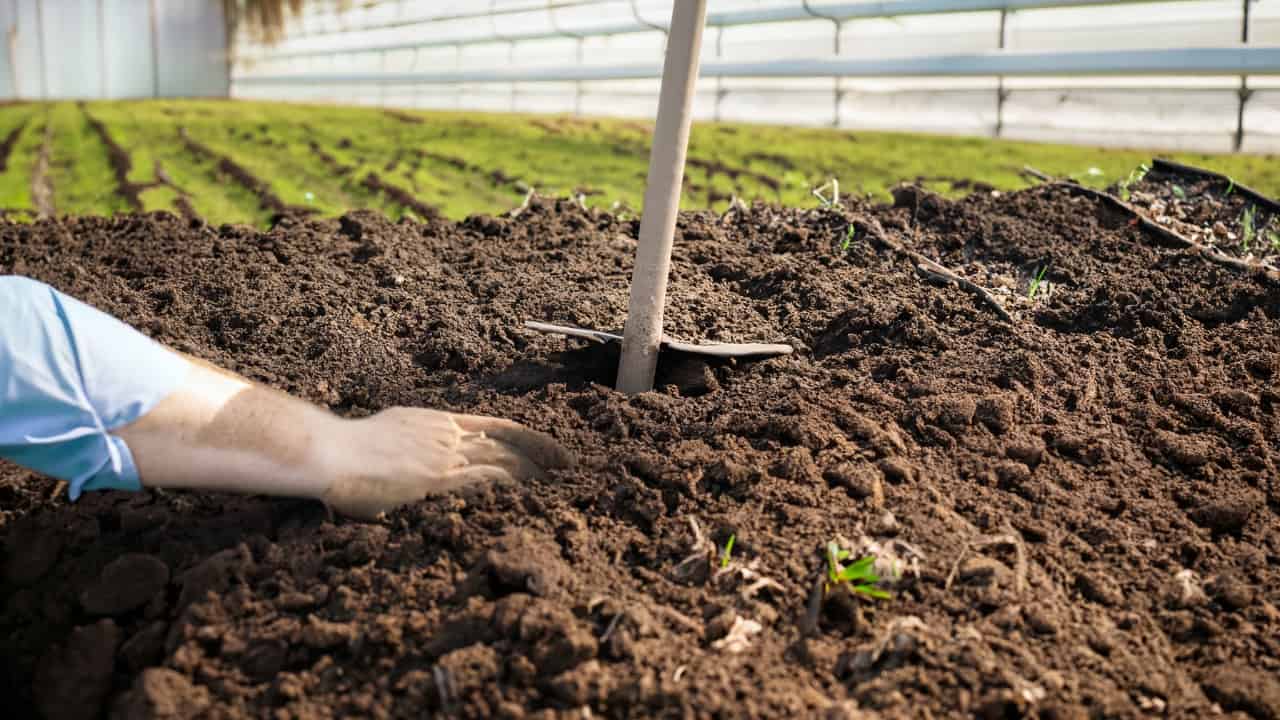 Wann Tomaten ins Gewächshaus? Tipps zum TomatenZüchten