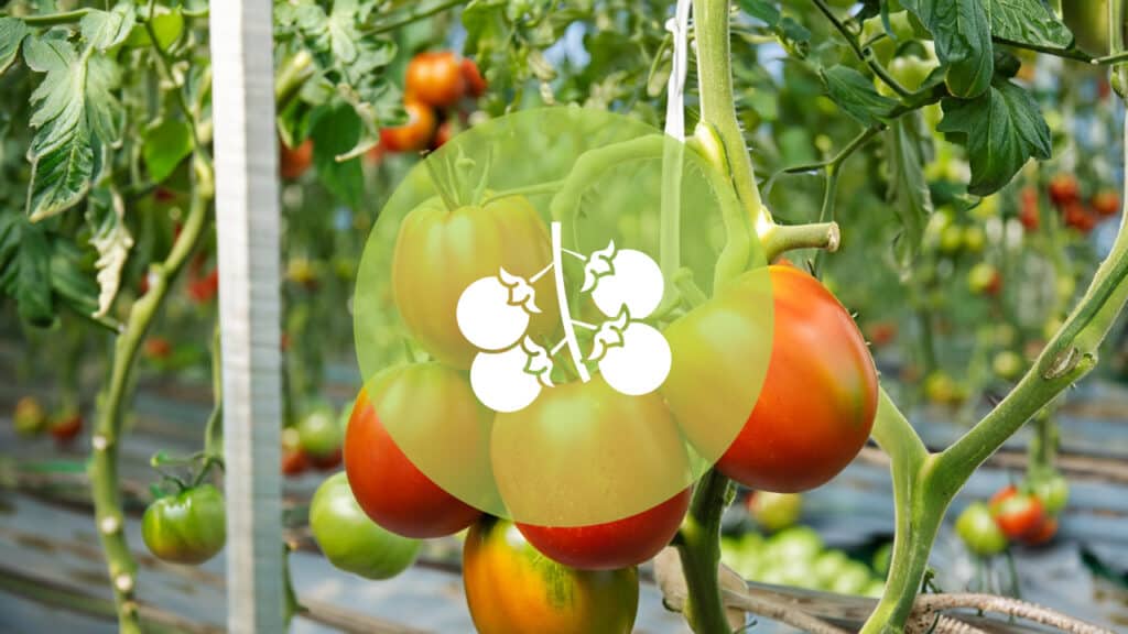 Wann Tomaten ins Gewächshaus